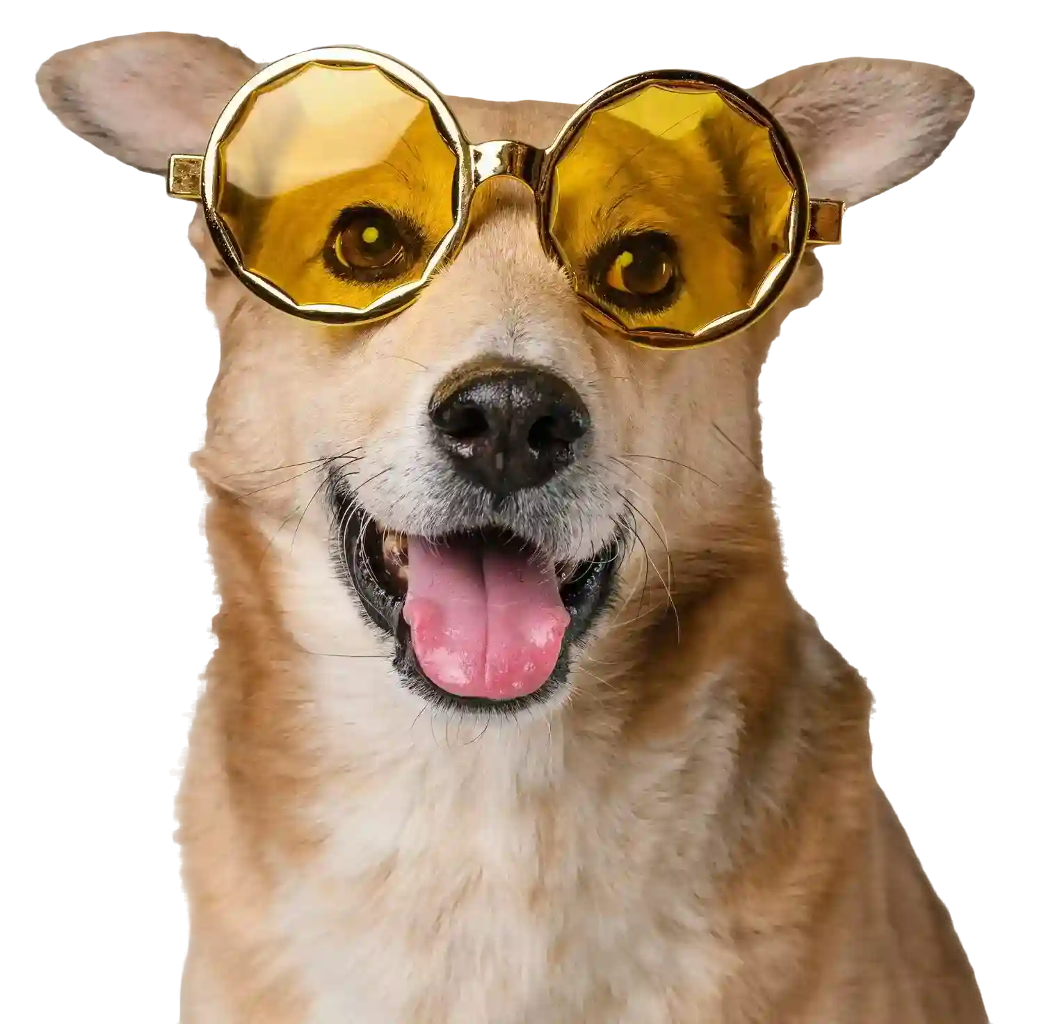 cute-smiley-dog-wearing-sunglasses copy