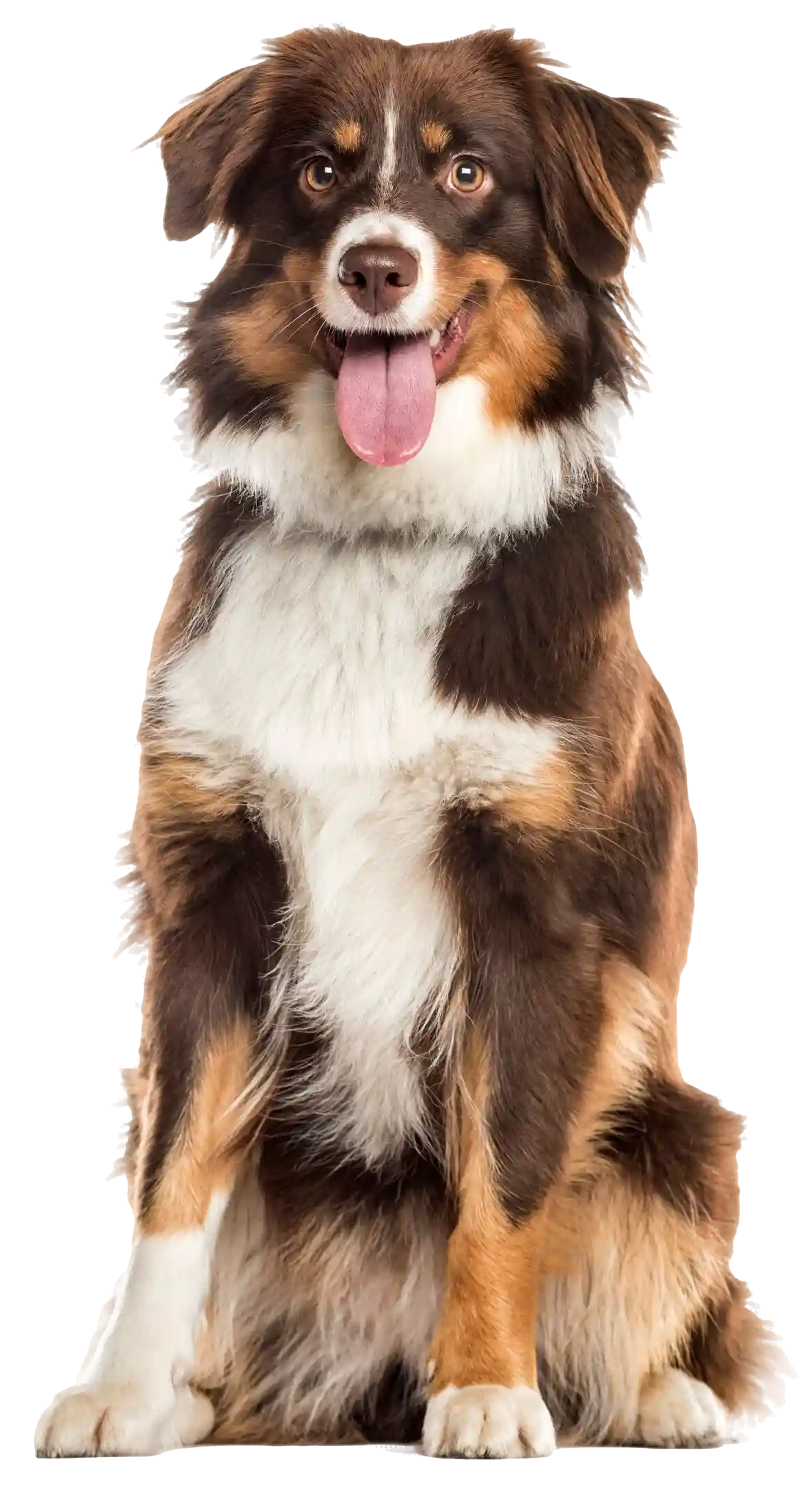 panting-mixed-breed-dog-sitting-front-camera copy