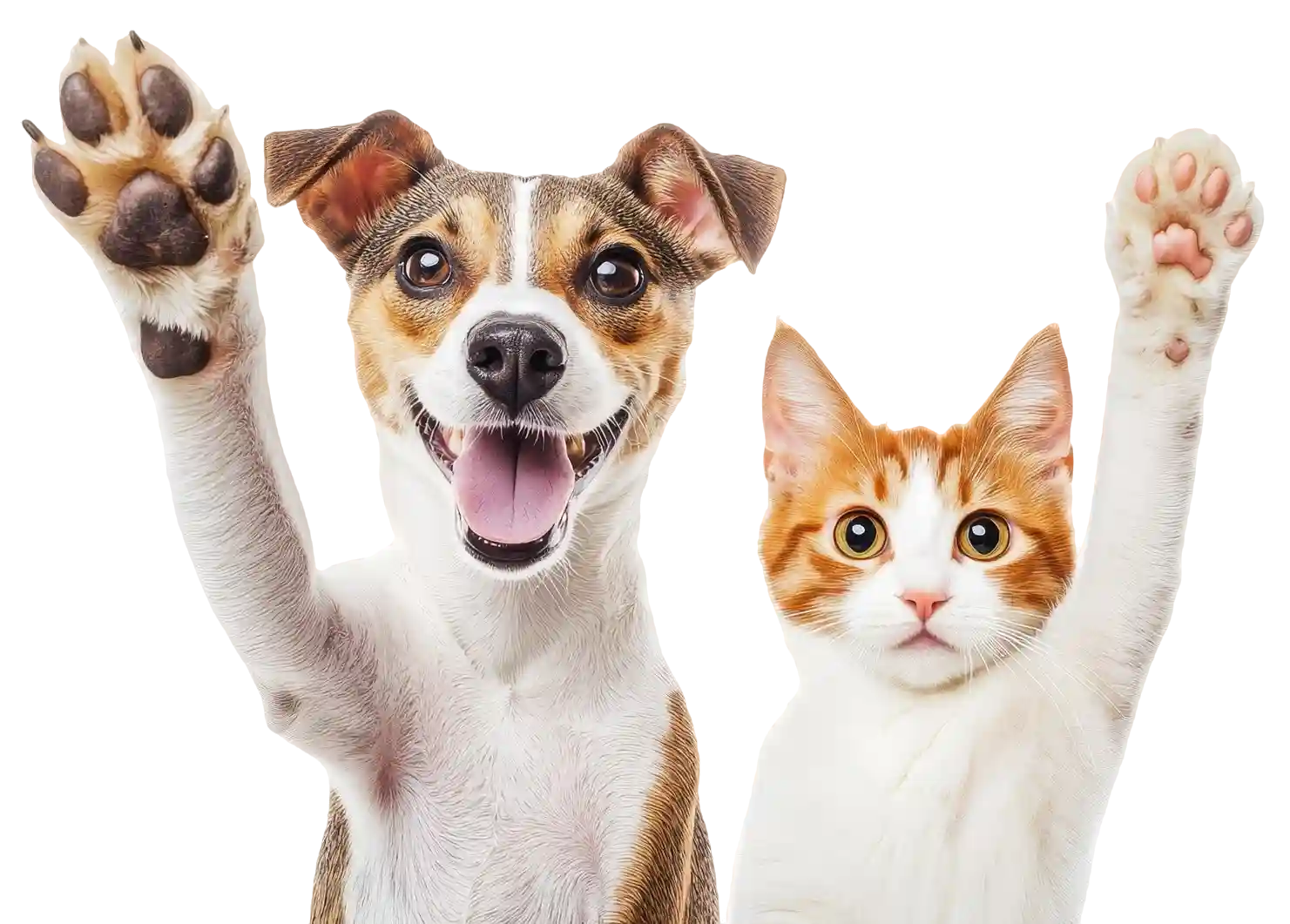 view-cats-dogs-being-friends copy